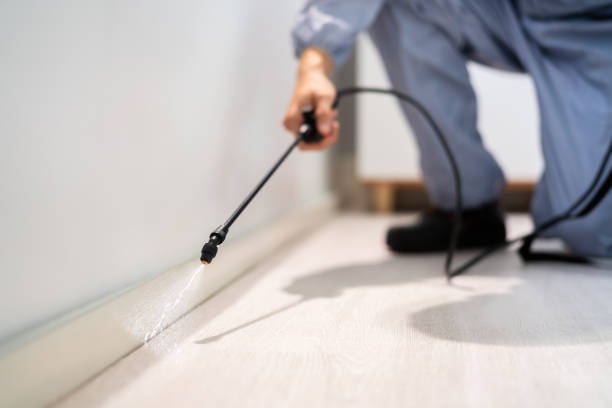 Licensed Ant Control service in Bangor, ME - Nex Pest Control